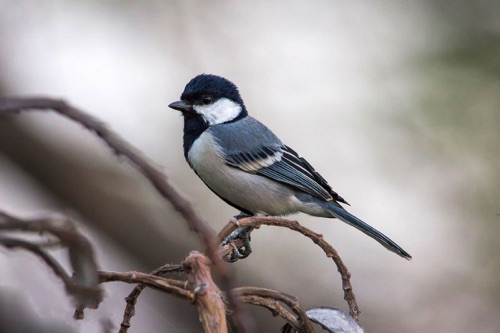 Cinereous Tit
Tai Po Kau Nature Reserve